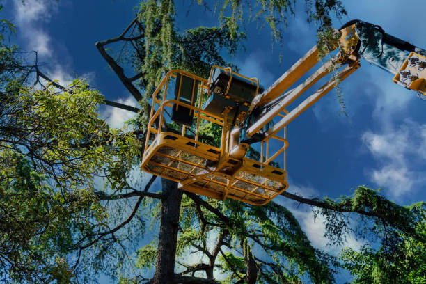 Professional Tree Services in Valhalla, NY